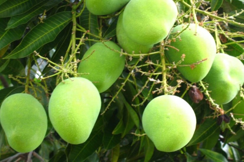 মুর্শিদাবাদের পাশাপাশি মালদহ, বীরভূম, নদিয়া-সহ রাজ্যের নানা জেলায় আমের ফলন এ বার ব্যাপক৷ 