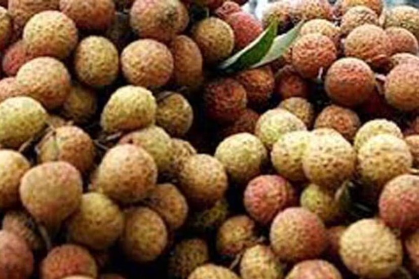 দেখবেন লিচুর আঁটি সব সময় প্রচুর ডালপাতা সমেত বিক্রি করা হয়। আমরা কিনতে গিয়ে এ নিয়ে বিরক্তও হই। কিন্তু জানেন কি এর পিছনেও কারণ আছে। যত দিন ডালপাতা সঙ্গে থাকবে, তত দিন লিচুও তাজা থাকবে।
