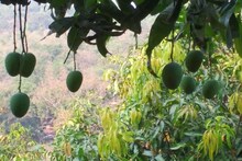 সপ্তাহের বিশেষ দিনে আমপাতা দিয়ে এই মাঙ্গলিক কাজ করলে কাটবে বিঘ্ন