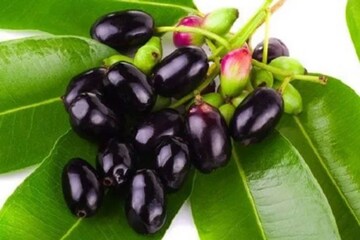 ব্লাড সুগার কমাতে কালোজাম অতুলনীয়, জেনে নিন পুষ্টিবিদ কী বলছেন