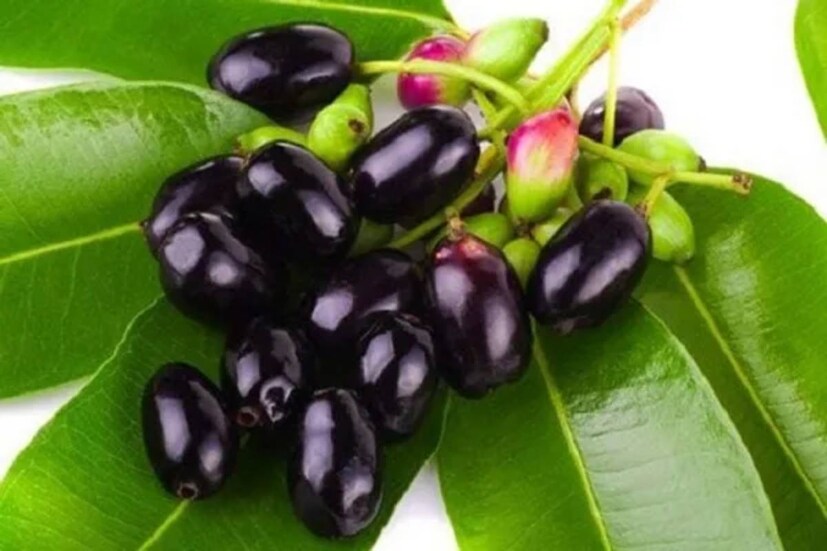 বাংলার বাজারে জামের মেয়াদ খুব ক্ষণস্থায়ী ৷ খুব বেশিদিনের জন্য পাওয়া যায় না এই মরসুমি ফল ৷ বাঙালির খাদ্যাভ্যাসে আম, লিচুর মতো কুলীনও নয় সে ৷ কিন্তু জামের খাদ্যগুণ ও পুষ্টিমূল্য প্রচুর ৷ 