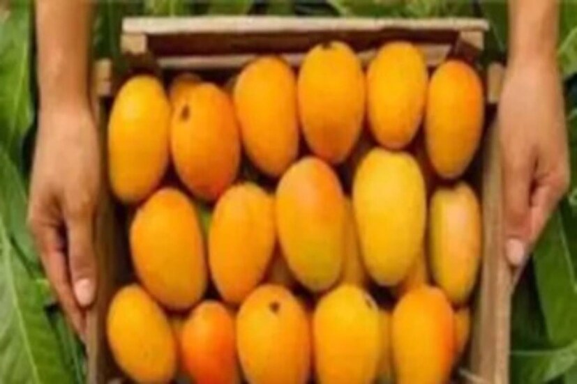 স্থানীয় যোগান বেশি থাকায় ভিন রাজ্যের আমের চাহিদা কমেছে৷