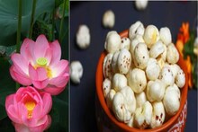 মুচমুচে স্বাদেই কমবে ওজন! রোগা থাকতে ডায়েটে রাখুন পদ্মবীজ বা মাখানা