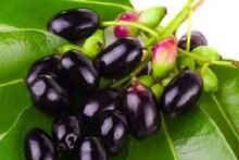 ব্লাড সুগার কমাতে কালোজাম অতুলনীয়, জেনে নিন পুষ্টিবিদ কী বলছেন