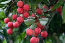 লিচু কেন ডালপাতা সমেত বিক্রি হয়, জানুন আসল কারণ