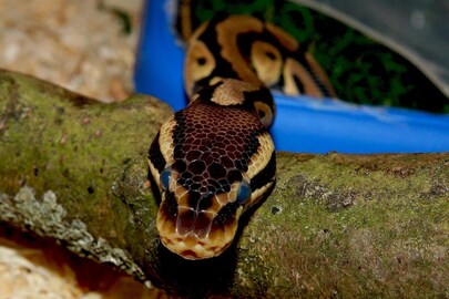 পাইথন উদ্ধার। (প্রতীকী ছবি, সৌজন্যে pixabay)
