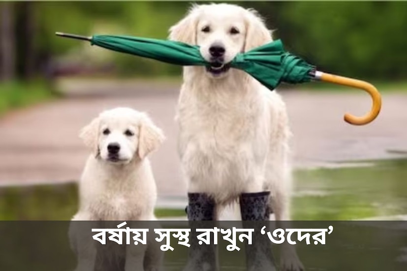 মেঘলা আকাশ, ঝমঝমে বৃষ্টি আপাতত বেশ উপভোগ করছেন বঙ্গবাসী। প্রচণ্ড গরম থেকে মুক্তি পেয়ে স্বস্তির নিশ্বাস ফেলছে বাড়ির পোষ‍্যগুলিও। রোদহীন সুন্দর আবহাওয়ায় প্রিয় পোষ‍্যটিকে সঙ্গে হাঁটতে বেরোচ্ছেন অনেকেই। কিন্তু জানেন কি বর্ষায় রোগজীবাণু আক্রমণ বাড়তে পারে পোষ‍্যের দেহেও? ঠাণ্ডা লাগার সমস‍্যা শুধু আপনাকে নয়, কাবু করতে পারে আপনার আদরের কুকুরটিকেও। 