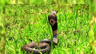 বিশাল আকারের কেউটে। যার দৈঘ্য প্রায় ৫ ফুট। বিশাল আকারের কেউটে। যার দৈঘ্য প্রায় ৫ ফুট।