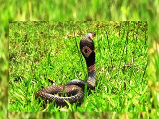  বিশাল আকারের কেউটে। যার দৈঘ্য প্রায় ৫ ফুট।