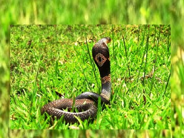  বিশাল আকারের কেউটে। যার দৈঘ্য প্রায় ৫ ফুট।