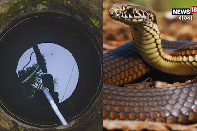 উদ্ধার বিষধর সাপ। প্রতীকী ছবি