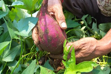 ‘এই