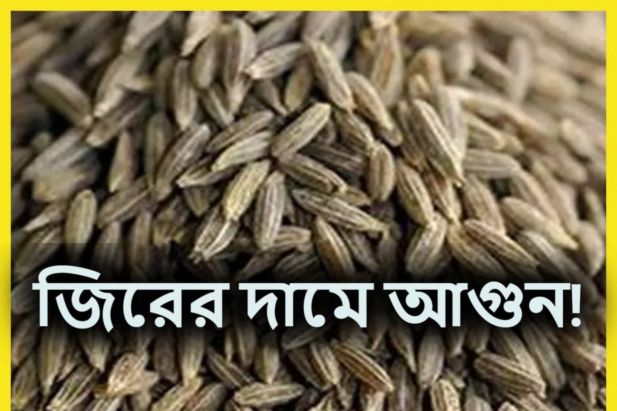 অগ্নিমূল্য জিরে! ১ কেজি জিরের দাম কত? আকাশ ছোঁয়া দাম শুনলে আঁতকে উঠবেন!