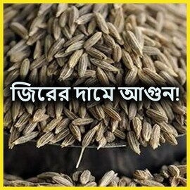 অগ্নিমূল্য জিরে! ১ কেজি জিরের দাম কত? আকাশ ছোঁয়া দাম শুনলে আঁতকে উঠবেন!