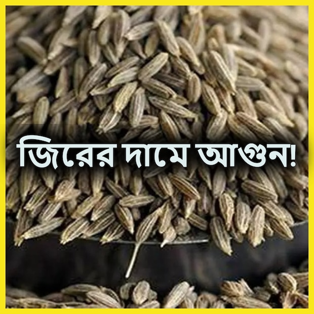 বাঙালি হোক বা অবাঙালি। ভারতীয় রান্নাঘর মানেই সেখানে মজুদ থাকবে নানান ধরনের মসলা। আর এই মশলার সারিতে প্রথমদিকেই যিনি থাকেন তিনি হল জিরে। আমিষ হোক বা নিরামিষ, যেকোনও পদ রান্নাতেই জিরের ব্যবহার চলে এই দেশে। বিশেষত রান্নার ফোরণে তো জিরে ছাড়া একেবারেই চলে না। সেই জিরেই এখন মহার্ঘ্য।