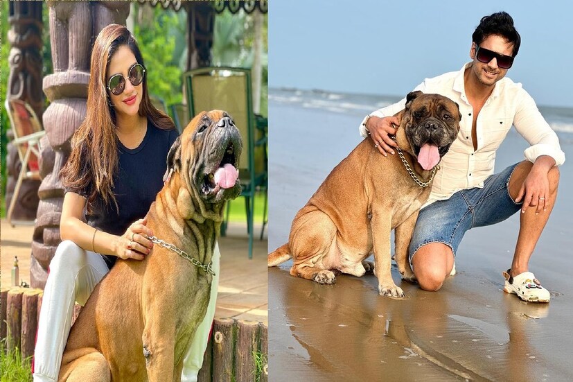 *নুসরত বা যশ প্রায়ই সোশ্যাল মিডিয়ায় দুই পোষ্য সন্তান হ্যাপি এবং ব্রুয়াসের সঙ্গে ছবি শেয়ার করেন। দিন দুই আগেও নুসরতের স্টোরিতে ‘মাই বেবিজ’ লিখে ছবি দিয়েছিলেন তাঁদের। তারপরেই এল এই মর্মান্তিক খবর। ছবি সৌজন্যেঃ ইনস্টাগ্রাম। 