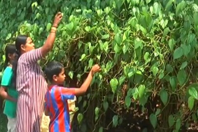 পান-সুপারির আয়! স্বামীর জমিতেই নিজের উপার্জনের রাস্তা খুঁজে নিয়েছেন কর্নাটকের জয়ন্তী