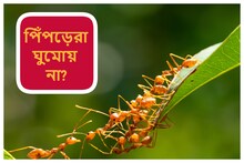 পিঁপড়েরা ঘুমোয় না? তাই নাকি... পুরো ঘটনা জানলে চূড়ান্ত চমকে যাবেন