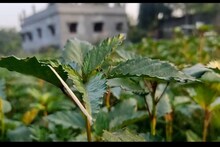 তেতো পাটই আপনাকে বানাবে লাখপতি