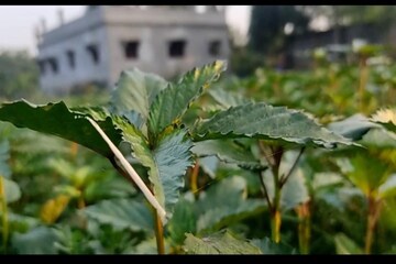 তেতো