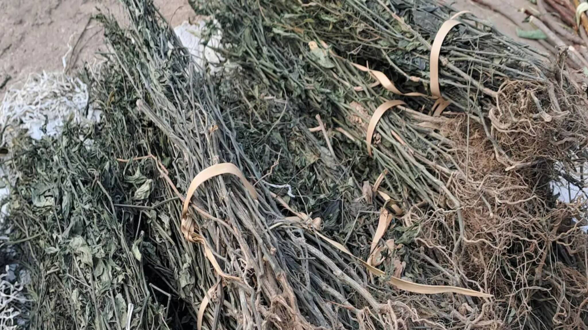 ২০টাকায় দশ দশটি গাছ..! চর্মরোগ থেকে পেটের রোগ, গোড়া থেকে উপড়ে ফেলে জংলি এই ভেষজ! চিনে নিন