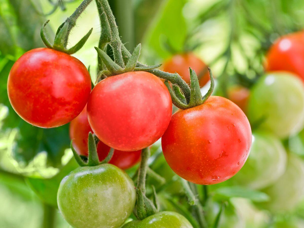 Tomato Preservation দাম কমের সময় বেশি করে কিনে নিন, এই উপায়ে ১ বছর