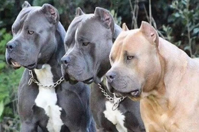 Pit bull terrier, Japanese Tosa, Dogo Argentino এবং Fila Brasileiro ইত্যাদি জাতের কুকুর আমেরিকান বুলির আগে UK তে নিষিদ্ধ হয়েছে। (ফটো ক্রেডিট-সুপারক্যাট)