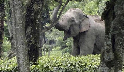 elephant attack