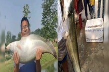 ছোট পুকুরে মানুষের মতো প্রমাণ সাইজের মাছ, ওজন ও দাম জানলে চোখ কপালে উঠবে!