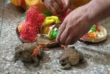 মাংস, মিষ্টি, চাটনি...এলাহি আয়োজন! বৃষ্টির প্রার্থনায় ধুমধাম করে ব্যাঙের বিয়ে