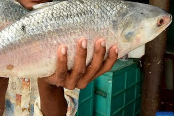 বিরাট সাইজের ইলিশ ধরা পড়ল জালে! দাম উঠল সাড়ে ৮ হাজার টাকা! ওজন কত? বিরাট সাইজের ইলিশ ধরা পড়ল জালে! দাম উঠল সাড়ে ৮ হাজার টাকা! ওজন কত?