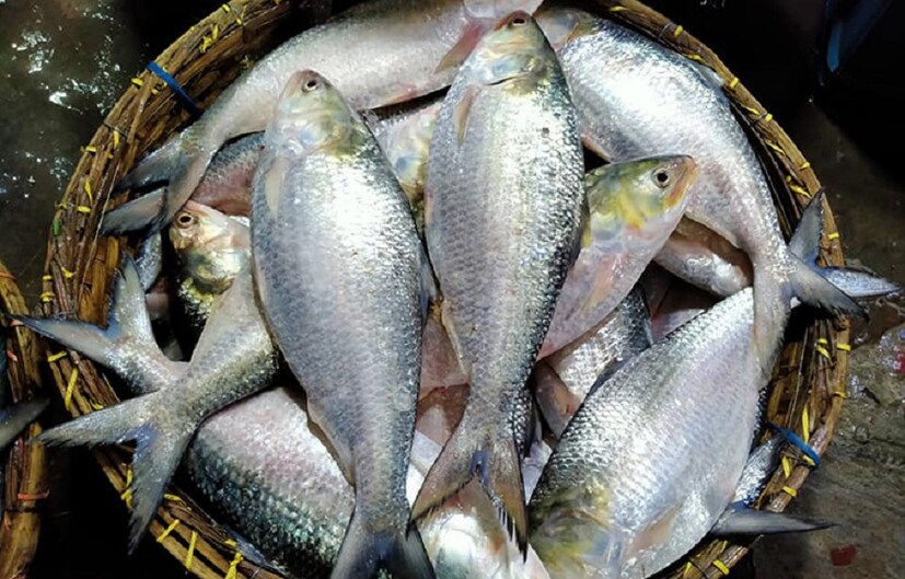 সাধারণত  দুই জায়গা থেকে ইলিশ মাছ আসে। সাগর থেকে আসে। যেমন দিঘার ইলিশ। আর বাংলাদেশের পদ্মা-মেঘনা থেকেও ইলিশ মাছ আনা হয়।photo source collected