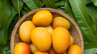 গরমের দুপুরে কে কত আগে শেষ করতে পারে এক প্লেট আম? ব‍্যাস জিতলেই কেল্লাফতে