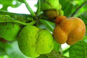 ডেউয়া ফল চেনেন? খেয়েছেন কখনও? উপকার জানলে আজই বাজারে খুঁজবেন নিশ্চিত