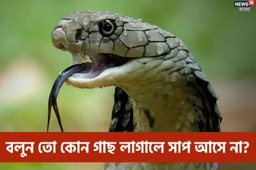 বলুন তো কোন গাছ লাগালে সাপ আসে না? ভয়ে পিছিয়ে যায় বিষাক্ত প্রাণীও...