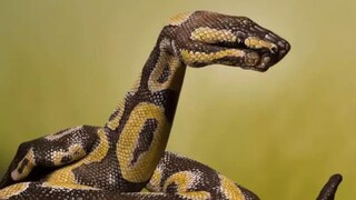 ছবিতে কী দেখছেন? সাপ? আরেকবার দেখুন; অপটিক্যাল ইলিউশন আপনার চরিত্র নিয়ে যা বলবে নিজেও হয়তো জানেন না!