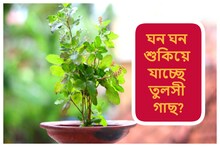 কারণ ছাড়াই ঘন ঘন শুকিয়ে যাচ্ছে তুলসী গাছ.. কোনও বিপদ সংকেত নয়ত!