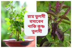 Tulsi Plant: রাম তুলসী না কৃষ্ণ তুলসী! গৃহস্থ বাড়িতে কোন তুলসী গাছ থাকা শুভ? জ্যোতিষশাস্ত্র কী বলে, জানেন..