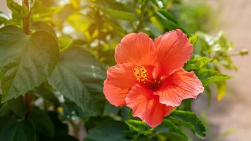 আপনার কুষ্ঠিতে যদি সূর্যের অবস্থান দুর্বল হয়, সেক্ষেত্রে, অবশ্যই আপনার বাড়িতে জবা ফুলের গাছ লাগানো উচিত৷ বাড়ির পূর্ব দিকে জবা গাছ লাগালে সেই দোষ কেটে যায়। বাড়ির পিতৃস্থানীয় ব্যক্তির সঙ্গে সম্পর্ক সবসময় সুদৃঢ় হয়।