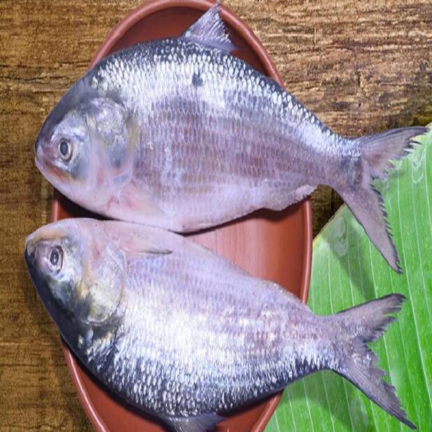 পাতিপুকুর পাইকারি বাজারে ইলিশের দাম ৬০০ গ্রাম পর্যন্ত ওজনের ইলিশের দাম ৪৫০-৫০০ টাকা।