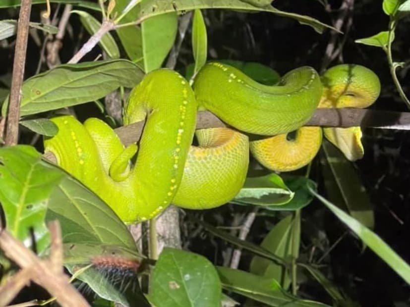নীল রঙের পাইথনও দেখা যায়। তবে এরা বিরল প্রজাতির।