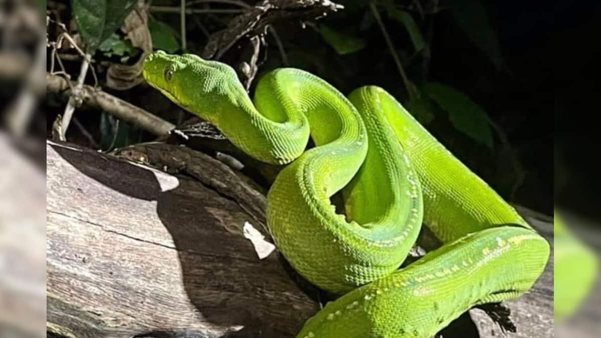 পৃথিবীর সব থেকে দামী সাপ গ্রিন ট্রি পাইথন - Most expensive snake green ...