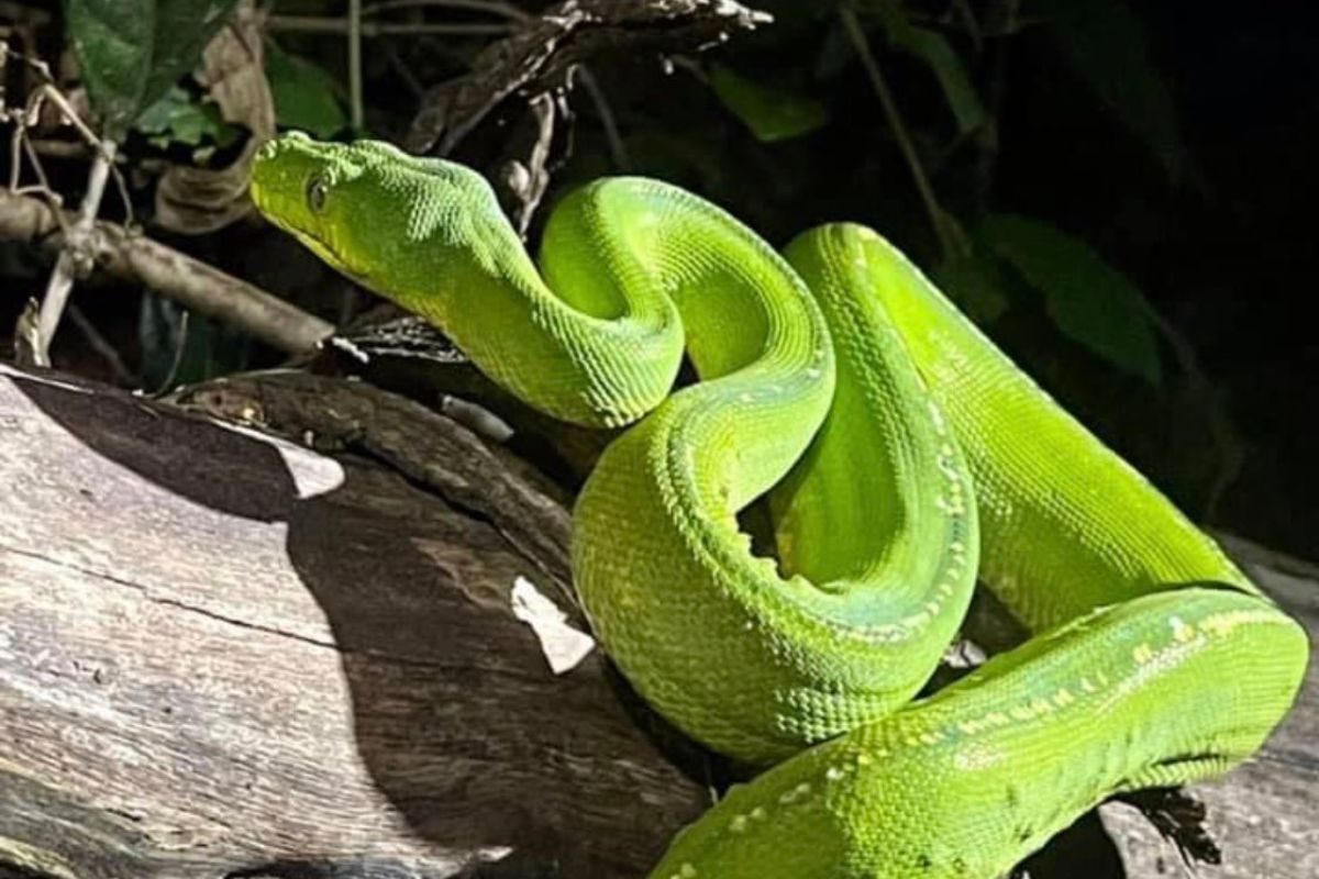 পৃথিবীর সব থেকে দামী সাপ গ্রিন ট্রি পাইথন - Most expensive snake green ...