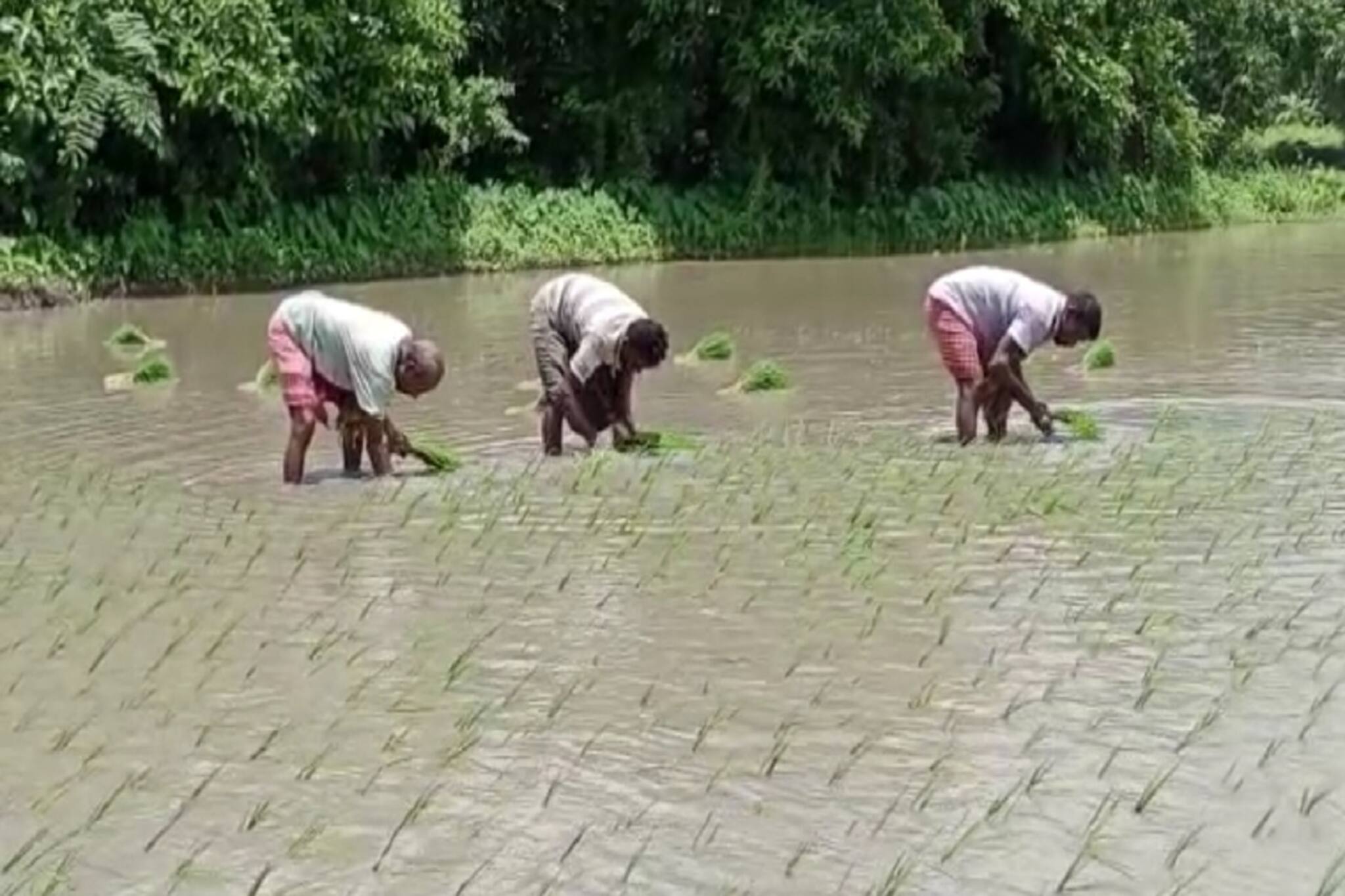 North 24 Parganas News: আমন ধান চাষেও যেন টি-২০ ক্রিকেটের ছোঁয়া! বৃষ্টিতে যা ঘটল!