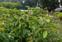 কর্পূর গাছ দেখেছেন? কীভাবে বের করা হয় কর্পূর? বাইরে এলেই কী উবে যায়? জানুন