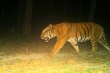 বক্সাতে রয়েছে একটি রয়্যাল বেঙ্গল টাইগার! মিথ্যে নয়, সত্যি! সিলমোহর সরকারের!