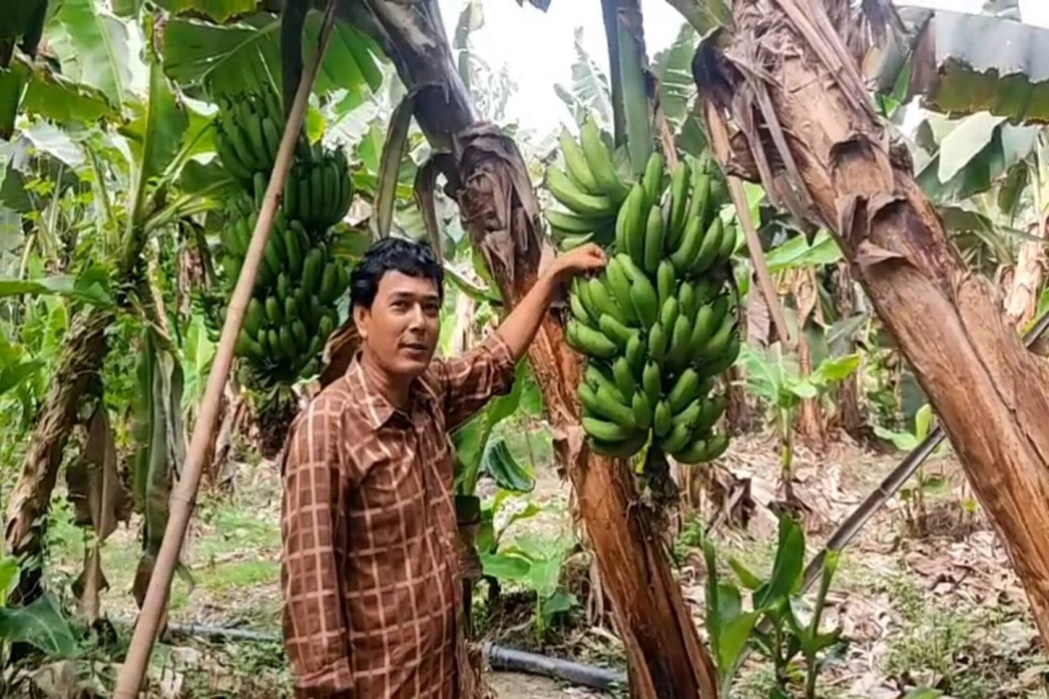 G9 Banana: একটি গাছেই ৩০ কেজি কলা! জি-৯ কলা কী? বিরাট চমক! জানুন 