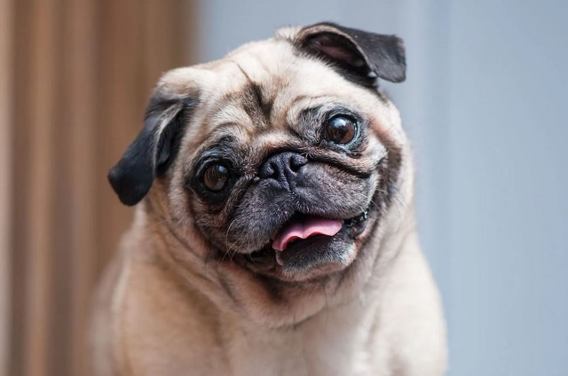 Pug: ছোট্ট মিষ্টি এই পোষ্যের মুখ দেখলেই প্রেমে পড়ে যাবেন! বাচ্চা থেকে বাড়ির সকলকে এরা খুব ভালবাসে। কখনও কামড়ায় না। মেজাজ হারায় না। তবে পাগকে খুব যত্ন নিতে হয়। রোজ পরিচর্যা দরকার। ইনফেকশন যাতে না হয় দেখতে হবে। ছোট্ট ফ্ল্যাটেও এরা ভাল থাকে। একটু ব্যায়াম দরকার। ১৩ থেকে ১৫ বছর বাঁচে। ট্রেনিং দেওয়া সহজ। পোষ্য হিসেবে পারফেক্ট। ভারতে এর দাম ৮ হাজার থেকে ৩৫ হাজারের মধ্যে। photo source collected 