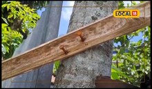 ভোট প্রচারের নামে এ যেন নিজের কফিনেই পেরেক গাঁথা,সোচ্চার পরিবেশ প্রেমীরা