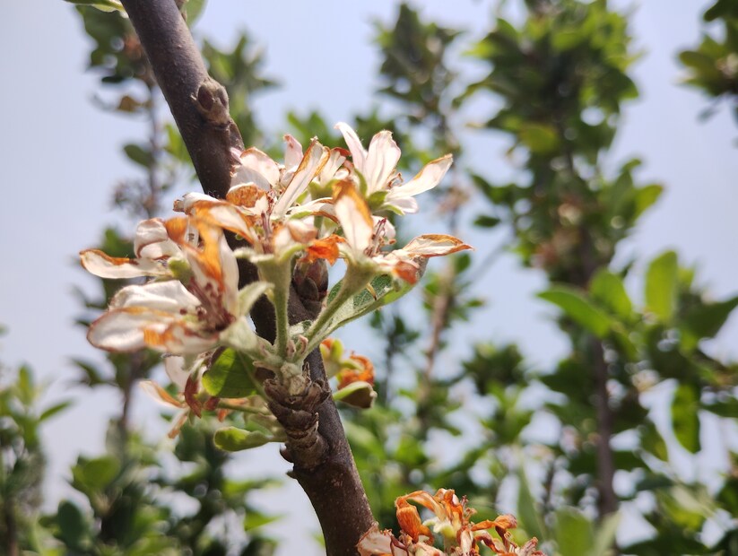 বাঁকুড়ার লাল রুক্ষ সূক্ষ্ম মাটিতে এই তীব্র গরমেও কিভাবে ফুলসে আপেল সেই প্রশ্ন করা হয় উদ্যানপালন দপ্তরের আধিকারিক সঞ্জয় সেনগুপ্ত কে তিনি জানান, &quot; আপেল চাষে একমাত্র বাধা হল ফলনের সময়ের তাপমাত্রা। আন্না আপেল বা সবুজ আপেল ফলনের জন্য প্রয়োজনীয় সর্বনিম্ন তাপমাত্রা হল ৮ ডিগ্রি। এই তাপমাত্রা খুব কমই বাঁকুড়া জেলায় আমরা পাই। একবার ফলন হয়ে গেলে প্রায় ৪২ ডিগ্রি সেলসিয়াস পর্যন্ত তাপমাত্রা সহ্য করতে পারে এই আপেল।&quot;
